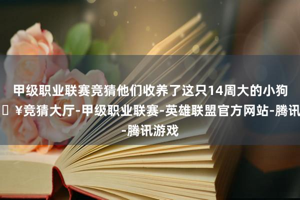 甲级职业联赛竞猜他们收养了这只14周大的小狗-🔥竞猜大厅-甲级职业联赛-英雄联盟官方网站-腾讯游戏